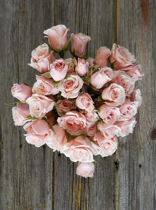  PINK SPRAY ROSES